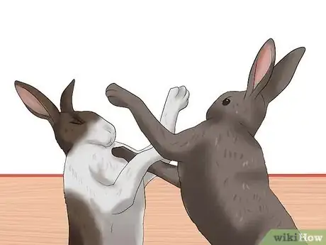 Imagem intitulada Introduce Rabbits Step 8