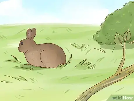 Imagem intitulada Care for a Baby Wild Rabbit Step 22