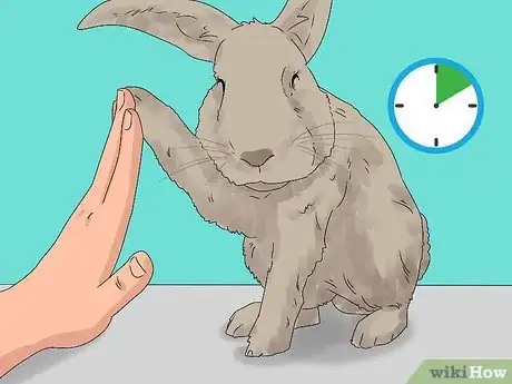 Imagem intitulada Train a Rabbit Step 4