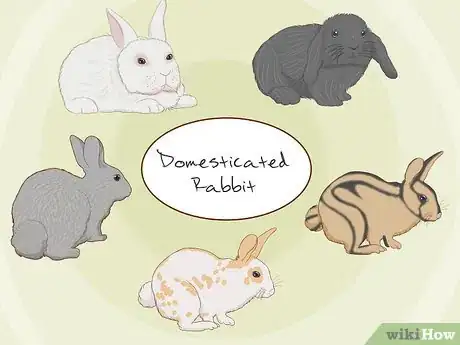 Imagem intitulada Care for an Injured Rabbit Step 12