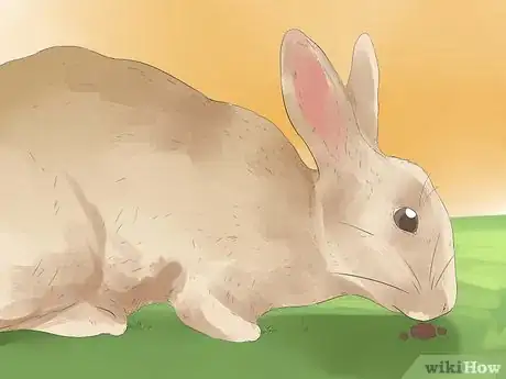 Imagem intitulada Understand Your Rabbit Step 11