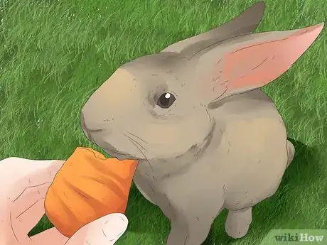 Imagem intitulada Understand Your Rabbit Step 19