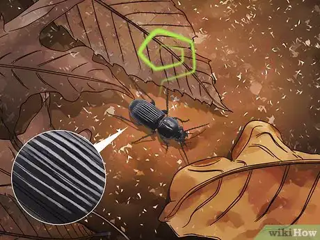 Imagem intitulada Identify Beetles Step 9