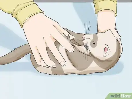 Imagem intitulada Understand Ferret Body Language Step 2