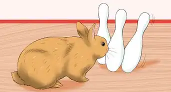 Tratar Problemas Digestivos em Coelhos
