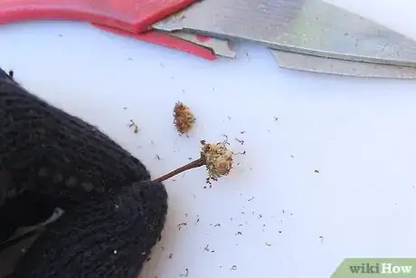 Imagem intitulada Make Itching Powder Step 3