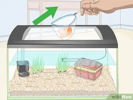 Imagem intitulada Clean Fish Tank Rocks Step 1
