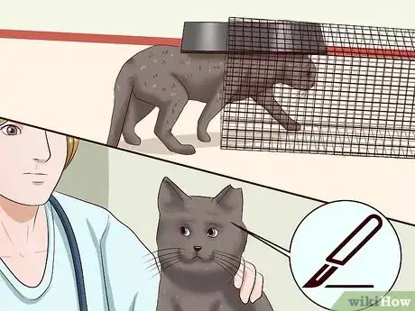 Imagem intitulada Repel Cats Step 13