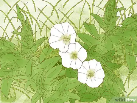 Imagem intitulada Identify Weeds Step 5
