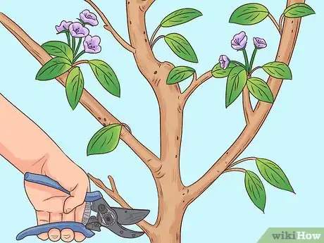 Imagem intitulada Prune a Pear Tree Step 1