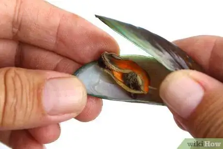 Imagem intitulada Store Mussels Step 11
