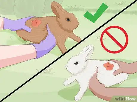 Imagem intitulada Care for an Injured Rabbit Step 16