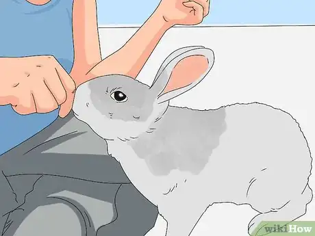 Imagem intitulada Train a Rabbit Step 9