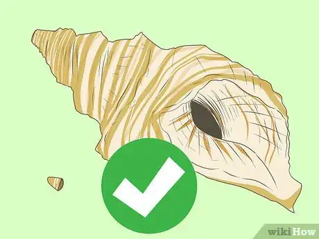 Imagem intitulada Blow a Conch Shell Step 9