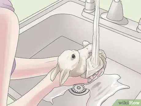 Imagem intitulada Stop a Rabbit from Smelling Step 4