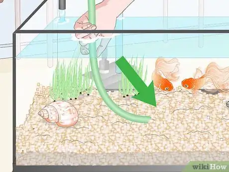 Imagem intitulada Clean Fish Tank Rocks Step 8