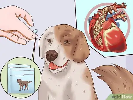 Imagem intitulada Identify Different Dog Worms Step 15