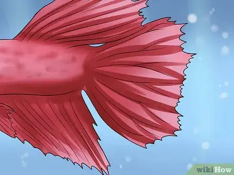 Imagem intitulada Identify Different Betta Fish Step 2