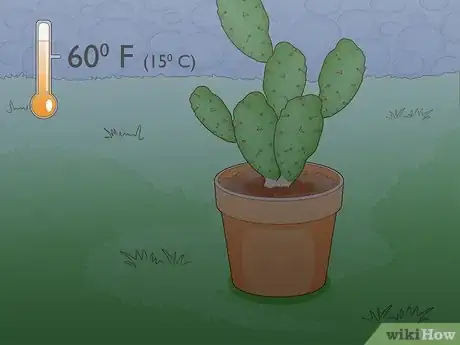 Imagem intitulada Propagate a Cactus Step 1