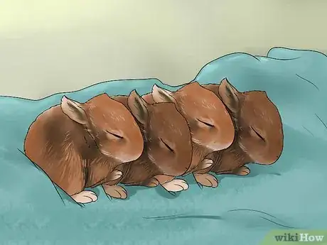 Imagem intitulada Feed Baby Rabbits Step 1