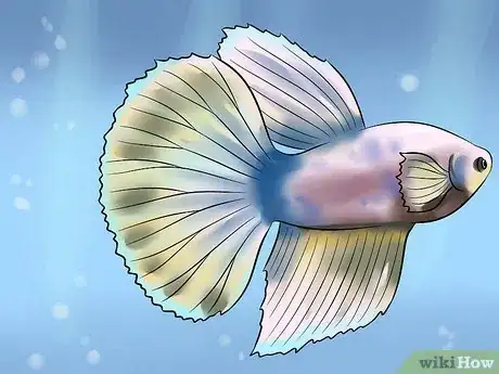Imagem intitulada Identify Different Betta Fish Step 9