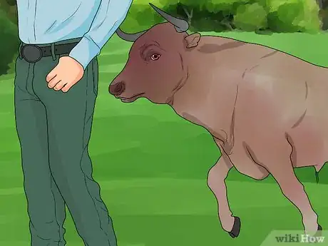 Imagem intitulada Avoid or Escape a Bull Step 3