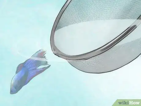 Imagem intitulada Change Your Betta Fish Water Step 11