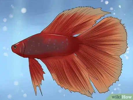 Imagem intitulada Identify Different Betta Fish Step 5