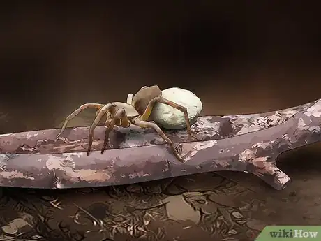 Imagem intitulada Identify a Wolf Spider Step 8