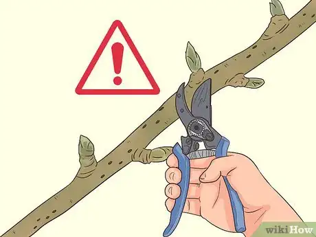 Imagem intitulada Prune a Pear Tree Step 4