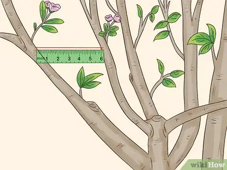 Imagem intitulada Prune a Pear Tree Step 9