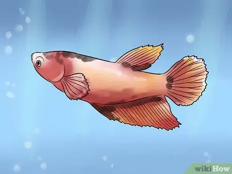 Imagem intitulada Identify Different Betta Fish Step 8