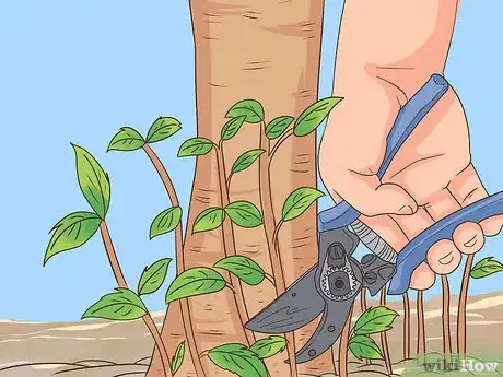 Imagem intitulada Prune a Pear Tree Step 2
