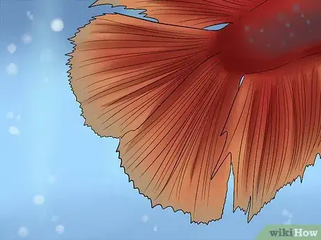 Imagem intitulada Identify Different Betta Fish Step 3