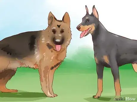 Imagem intitulada Train a Guard Dog Step 2