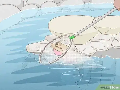 Imagem intitulada Get Rid of Frogs Step 14