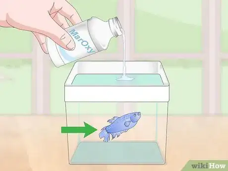 Imagem intitulada Selectively Breed Betta Fish Step 19