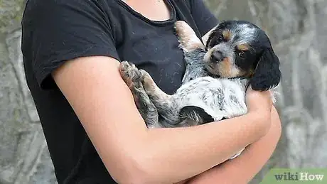 Imagem intitulada Carry a Puppy Step 15
