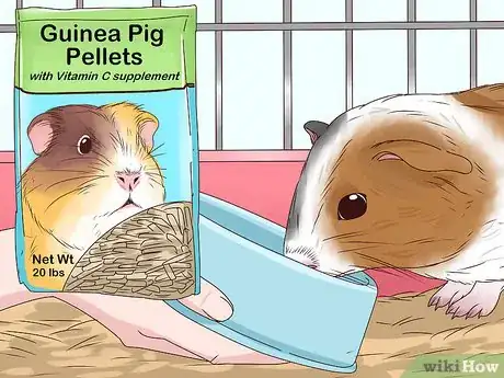Imagem intitulada Feed a Guinea Pig Step 3