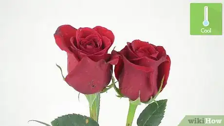 Imagem intitulada Keep Roses Fresh Step 13