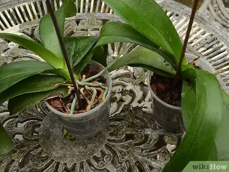 Imagem intitulada Repot an Orchid Intro