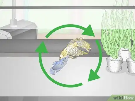 Imagem intitulada Selectively Breed Betta Fish Step 23