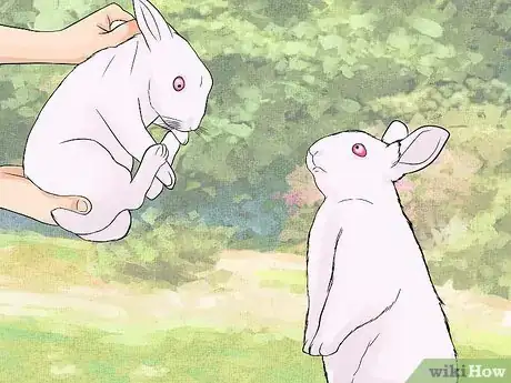 Imagem intitulada Care for Newborn Rabbits Step 2