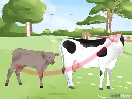 Imagem intitulada Know when a Heifer or Cow Is Ready to Be Bred Step 2