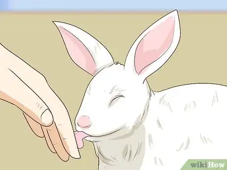 Imagem intitulada Pet a Rabbit Step 9