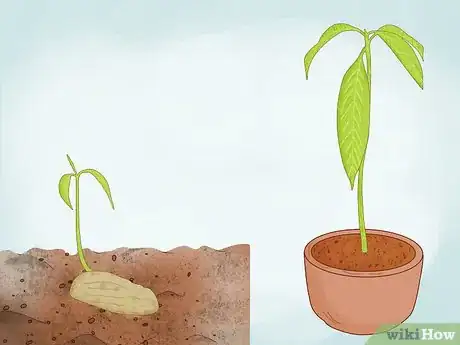Imagem intitulada Grow a Mango Tree Step 3