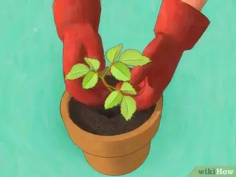Imagem intitulada Grow Roses from Seed Step 13