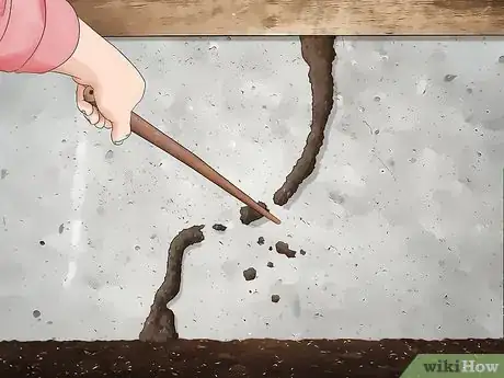 Imagem intitulada Identify Termite Larvae Step 7