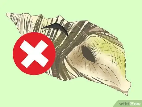 Imagem intitulada Blow a Conch Shell Step 6
