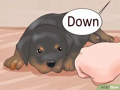 Imagem intitulada Train Your Rottweiler Puppy With Simple Commands Step 11
